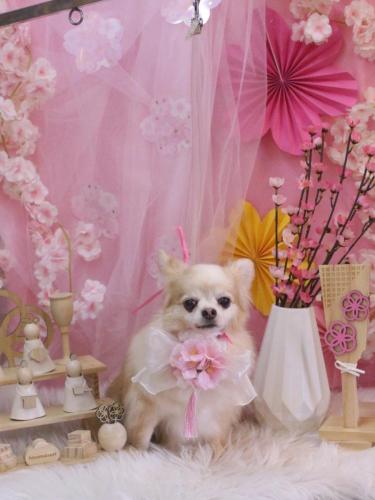 20250312ヴィヴィちゃん